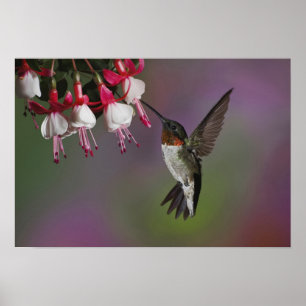 Póster Colibri throated do rubi masculino, Archilochus