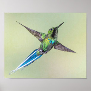 Poster Colibri verde com as penas de cauda azuis longas