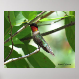 Póster Colibri vermelho brilhante da Rubi-Garganta