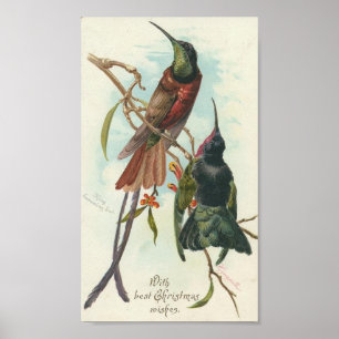 Póster Colibris do Natal
