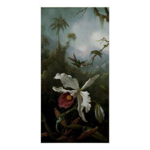 Póster Colibris e orquídea branca por Martin J. Heade