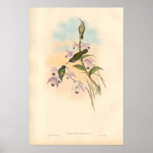 Poster Colibris e orquídeas de Gould