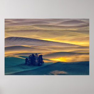 Póster Colinas rolantes de trigo ao amanhecer  WA