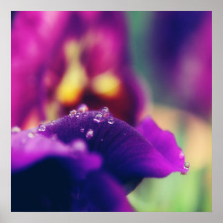Poster Colírio na Abstrato de Macro Petal de Flor Púrpura