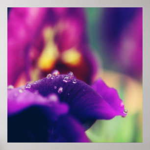 Poster Colírio na Abstrato de Macro Petal de Flor Roxo