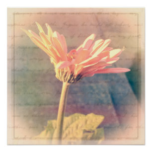Póster Collage de Gerbera Daisy Rosa