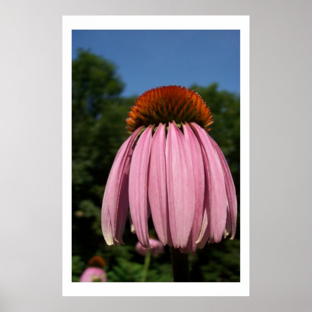 Poster Collassal Echinacea (Frente)