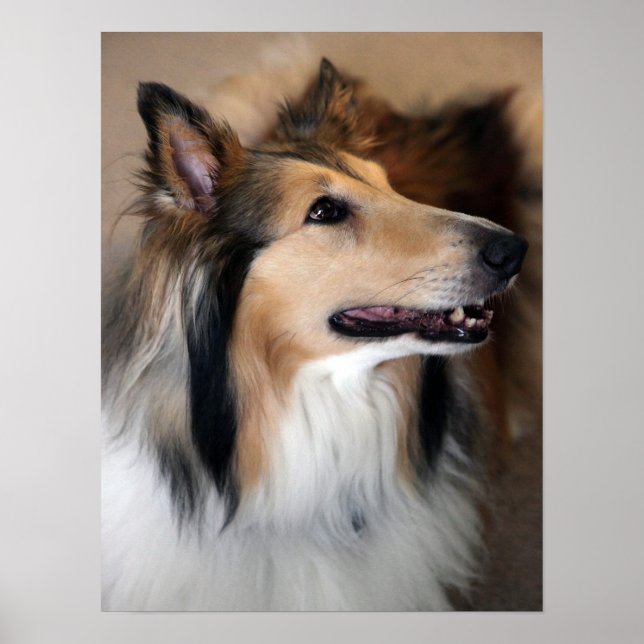 Poster Collie (Frente)