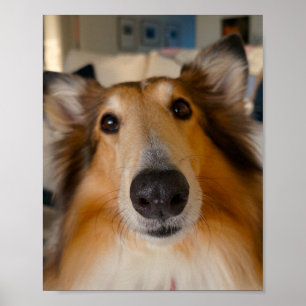 Póster Collie áspero bonito