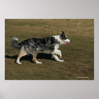 Poster Collie de Borda Executando 1