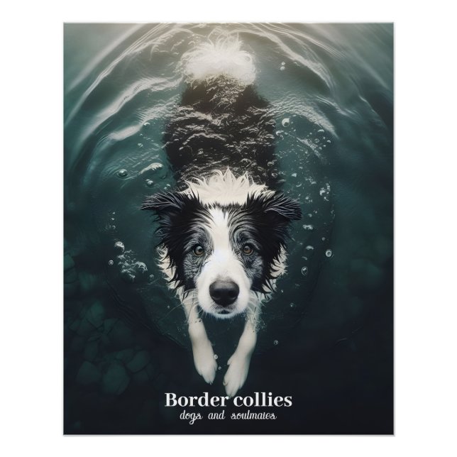 Póster Collie de borda - poster (Frente)