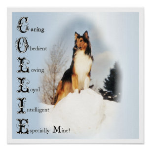 Póster Collie É... Arte Collie