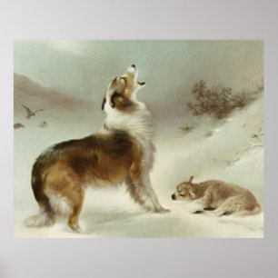 Póster Collie e ovelha