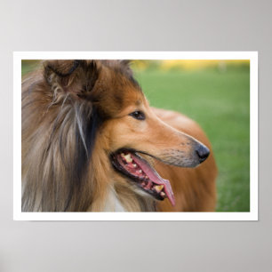 Póster Collie Face