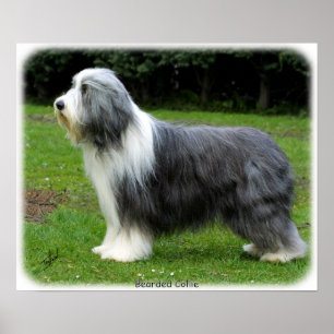 Póster Collie farpado 8R002D-16