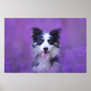 Poster Collie Preto E Branco