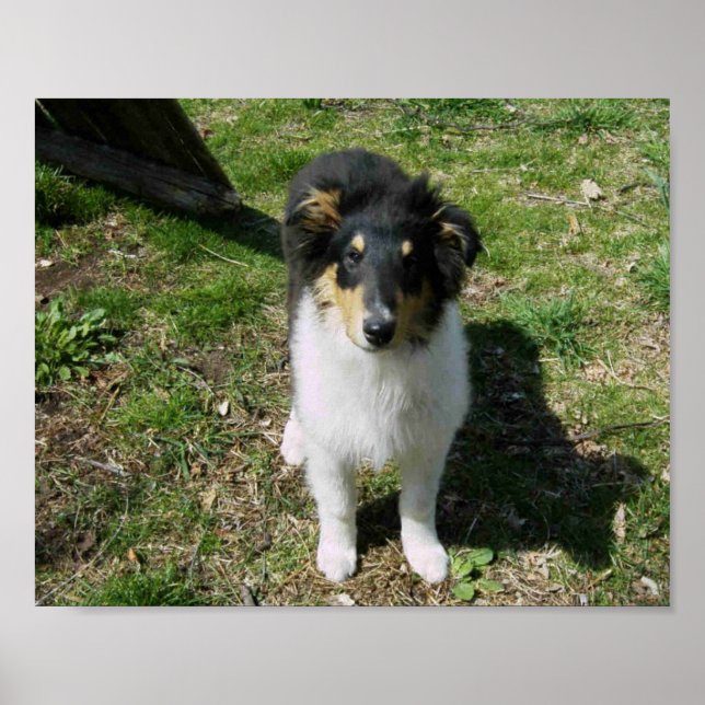 POSTER COLLIE PUPPY  (Frente)