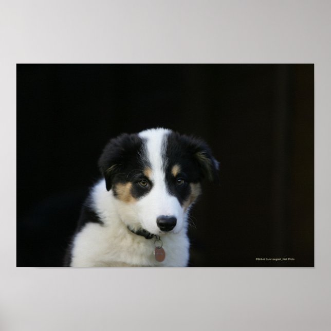 Póster Collie Puppy, 12 Semanas (Frente)