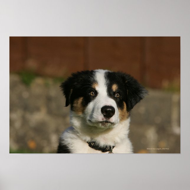 Poster Collie Puppy, 12 Semanas de Idade (Frente)