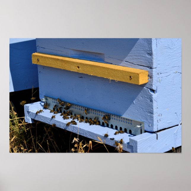 Poster Colmeia azul (Frente)