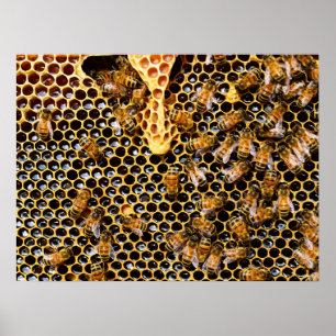 Poster Colmeia de Abelhas com Colo de Honeycomb Próximo
