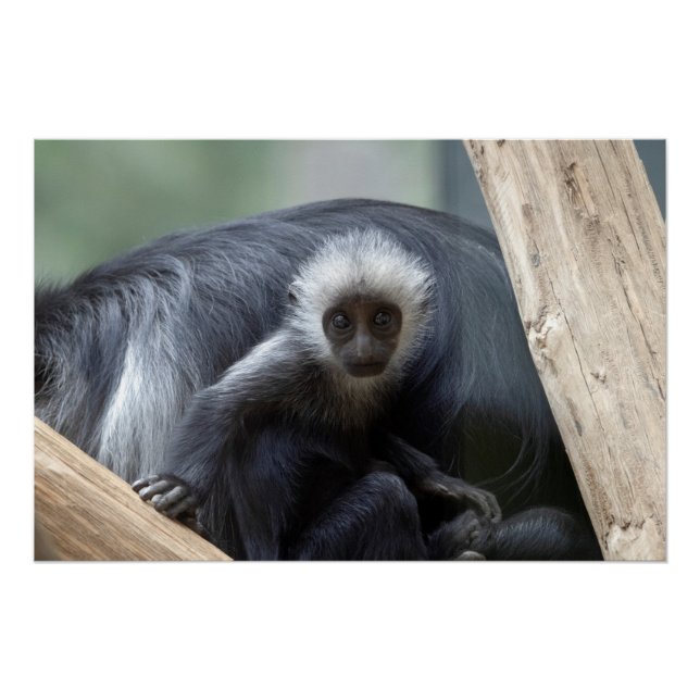Póster Colobus polykomos (Frente)