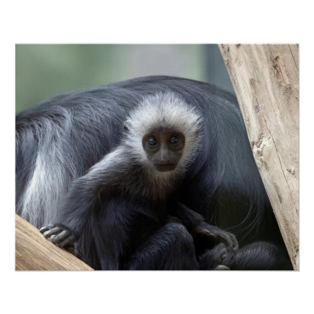 Póster Colobus polykomos (Frente)