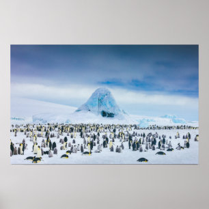 Poster Colônia do pinguim de imperador