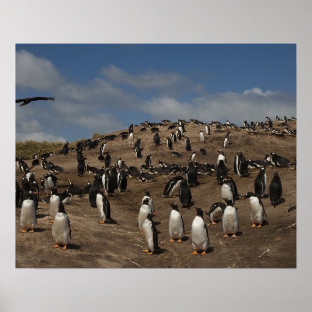 Póster Colônia Gentoo Penguin (Pygoscelis papua) no Oeste (Frente)