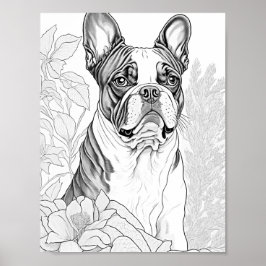 Poster Coloração de Adultos de Boston Terrier