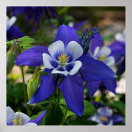 Poster Colorado Blue