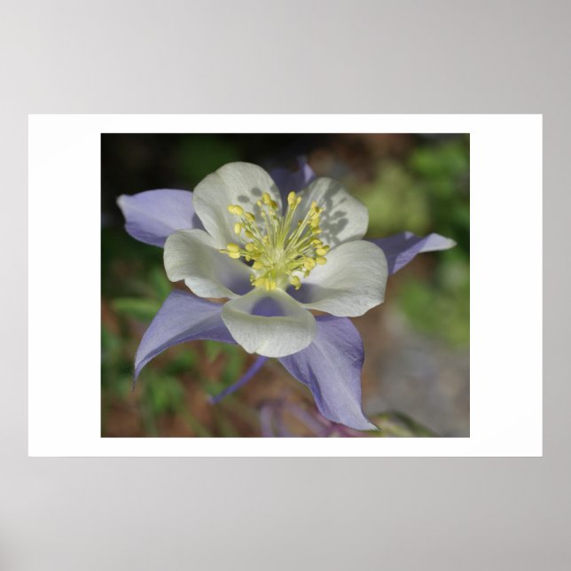 Poster Colorado Columbine (Frente)