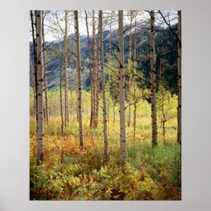 Poster Colorado, cores de outono das árvores de álamo