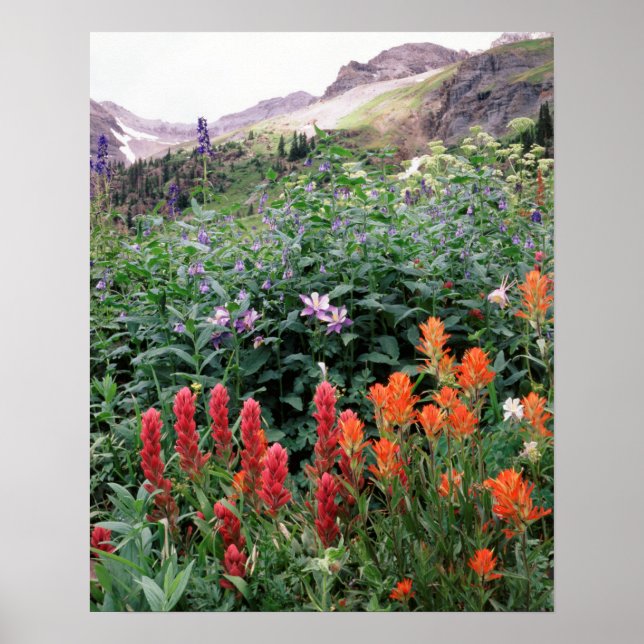 Póster Colorado, Floresta Nacional Uncompahgre (Frente)