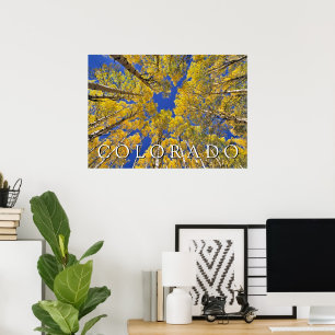 Poster Colorado Outono Floresta de Aspen no Outono