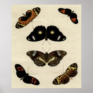 Póster Colorful Butterfly Medley on Cream Background