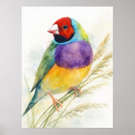 Poster Colorful Gouldian Finch Bird Perched
