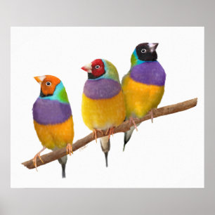 Póster Colorful Gouldian Finches in Pastels