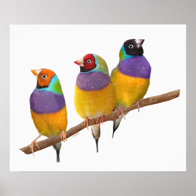 Póster Colorful Gouldian Finches in Pastels (Frente)