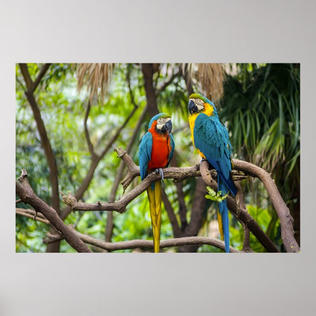 Poster Colorful Macaw Parrots Perched Together (Frente)