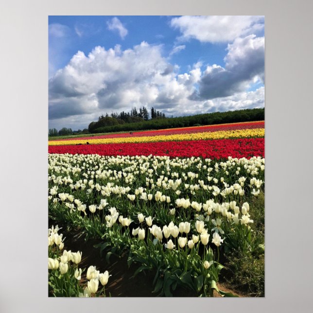 Poster Colorful Tulip Field, Oregon (Frente)