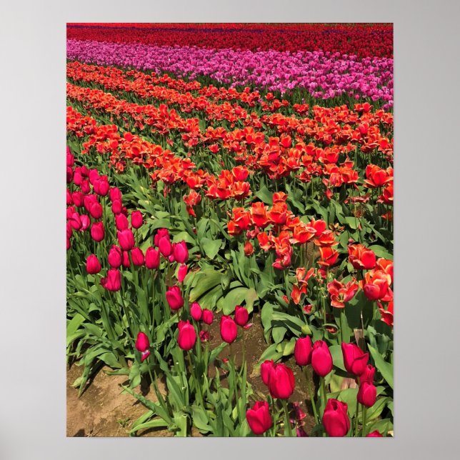 Poster Colorful Tulip Field, Oregon (Frente)