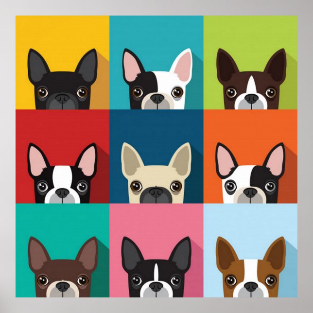 Poster Colorida Boston Terriers (Frente)