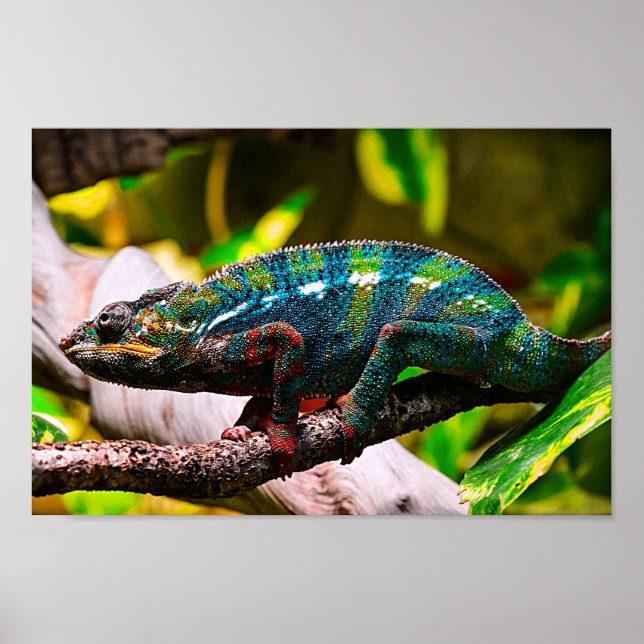 Poster Colorida Cameleon (Frente)