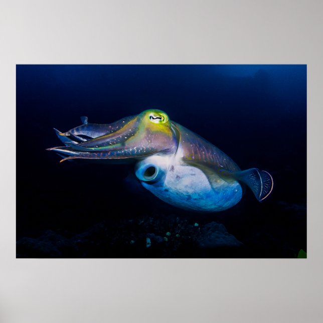 Poster Colorida Cuttlefish (Frente)