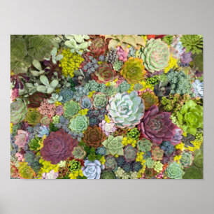 Poster Colorida Greenerent Succulents