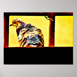 Poster Colorida Pombo