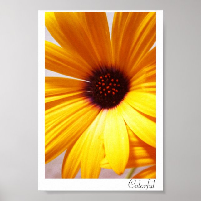 Póster Colorido (Frente)