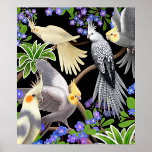 Poster colorido dos Cockatiels