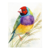 Colorido Tentilhões Gouldian Empoleirado